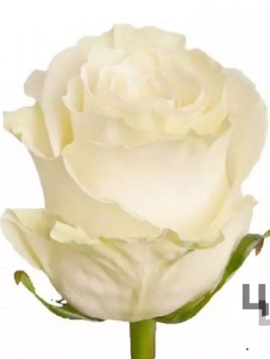 Роза белая (60)